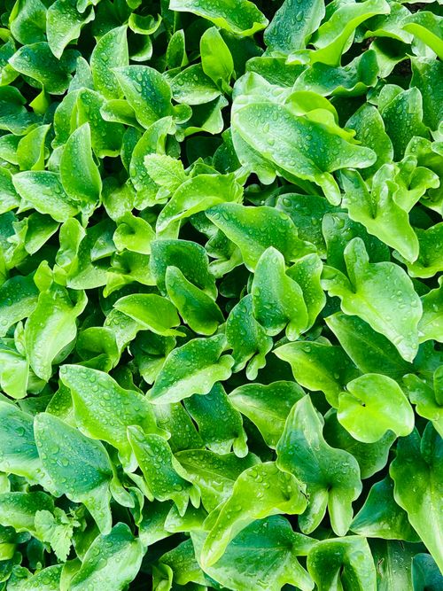Free Vibrant green lettuce leaves covered in dew drops, showcasing freshness. Stock Photo