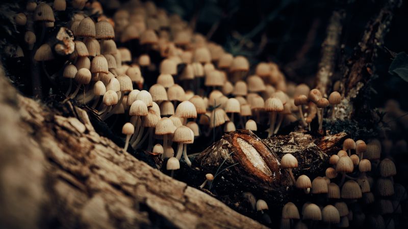 A dense cluster of small mushrooms growing on a decaying log in a forest setting.