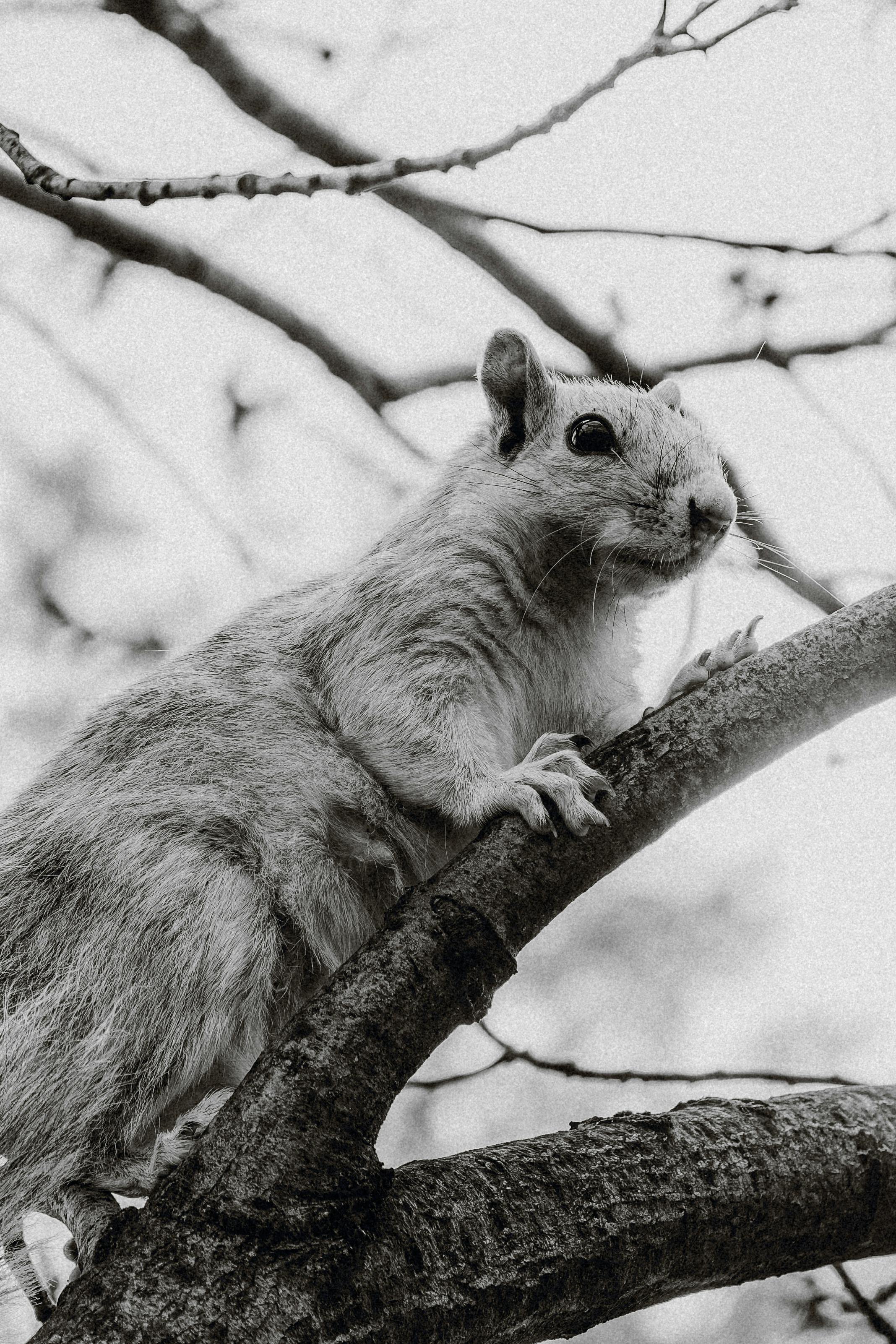 Monochrome image of a squirrel perched on a tree limb, captured in detail.