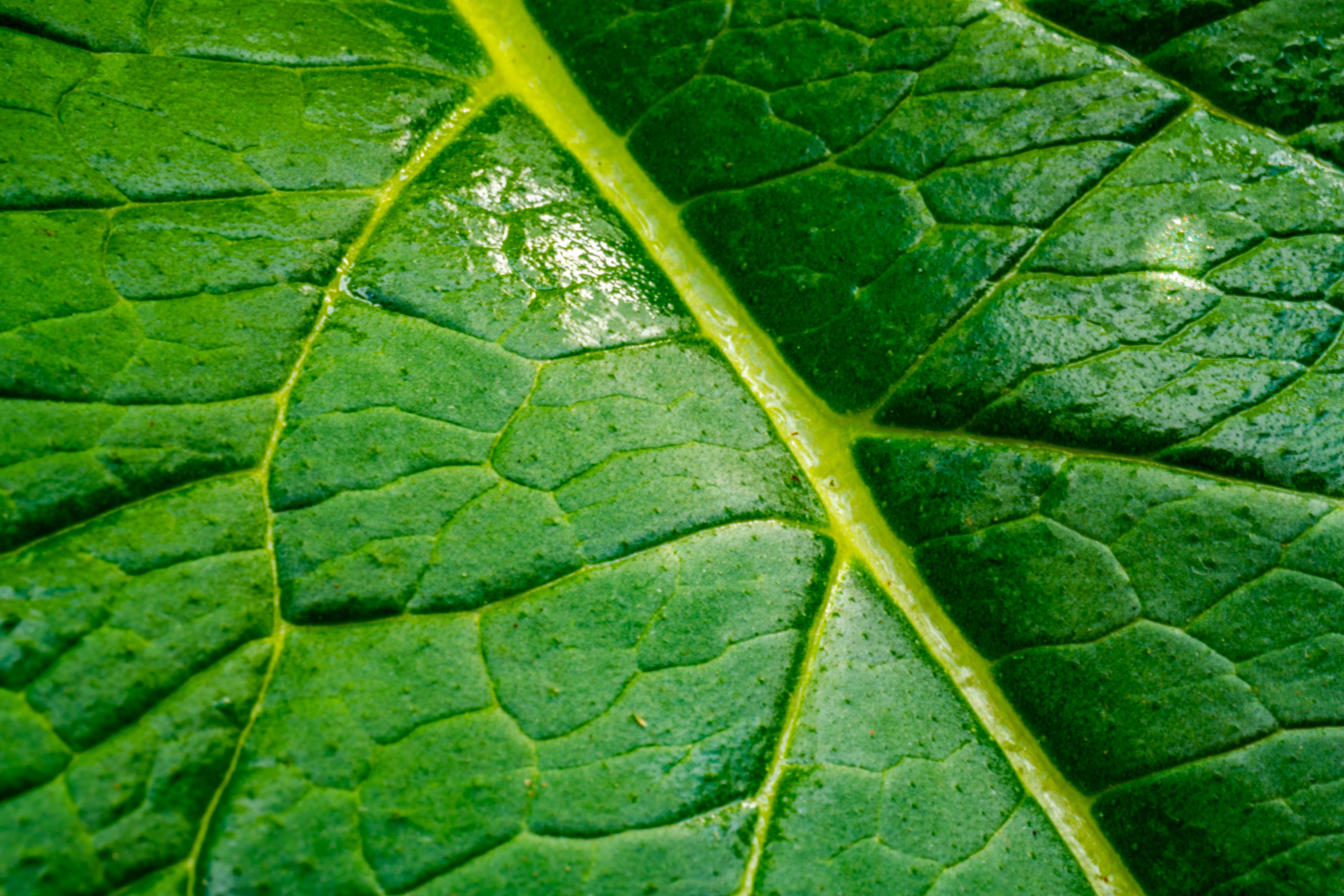 Close-up of Green Leaf Showing Detailed Veins · Free Stock Photo