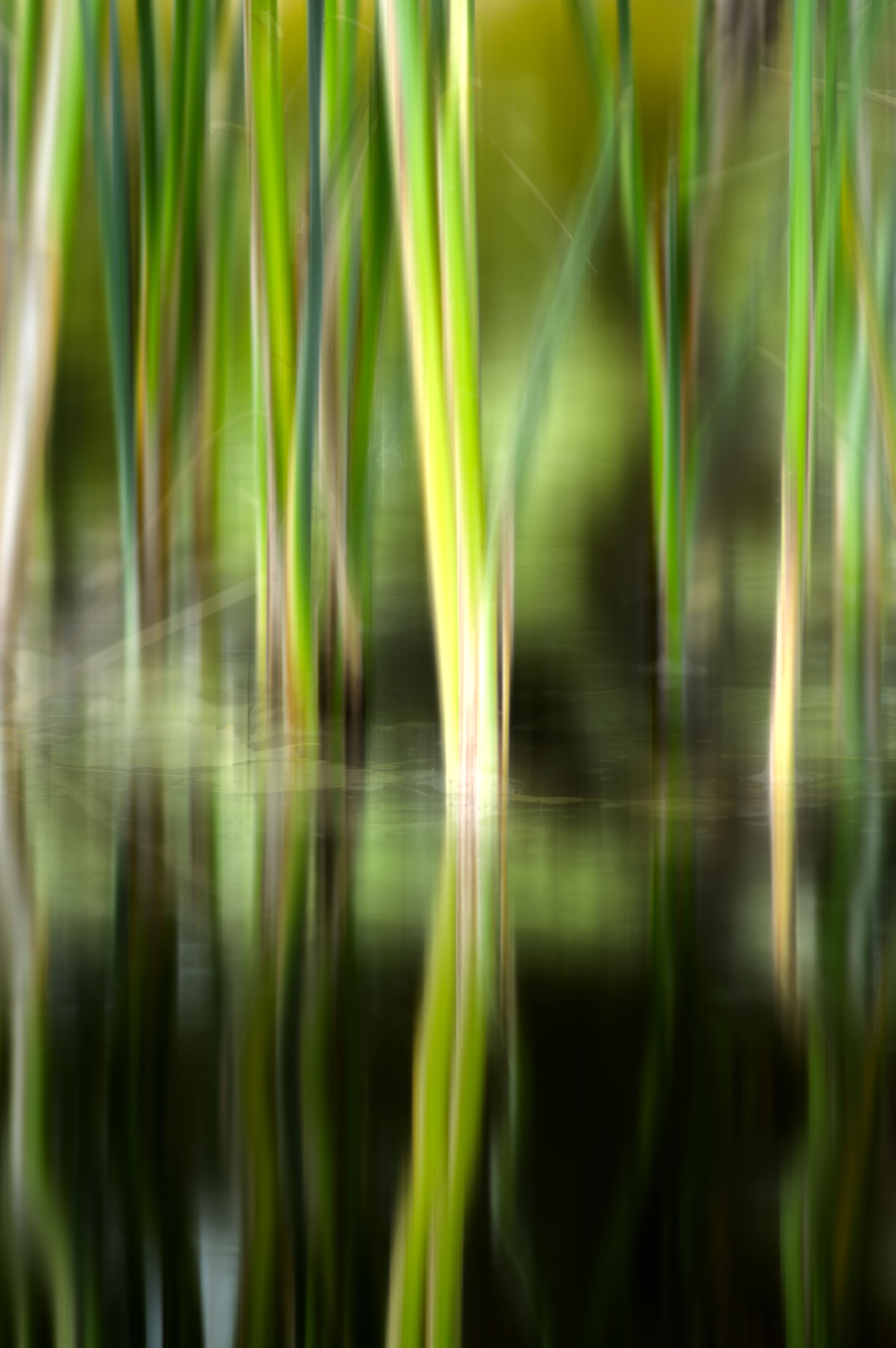 Tranquil Reflection of Water Reeds in Fès · Free Stock Photo