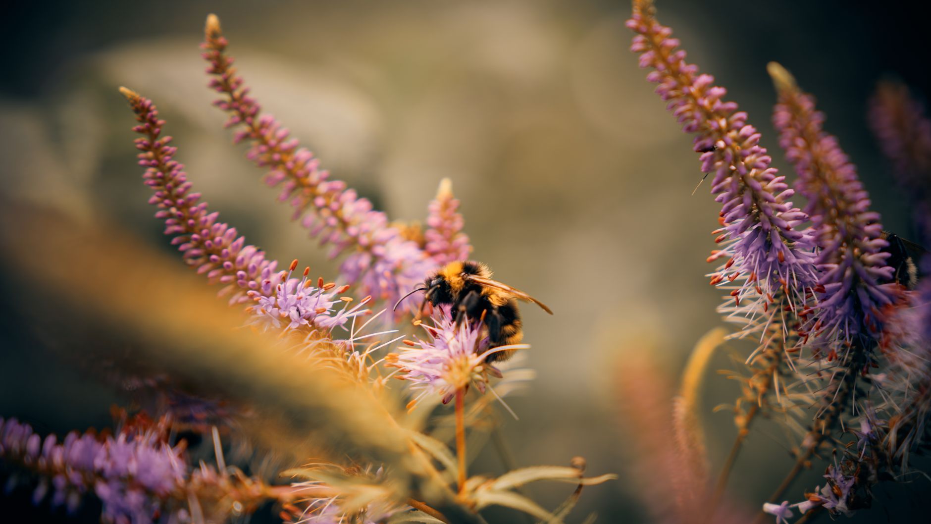 scrapingbee alternatives