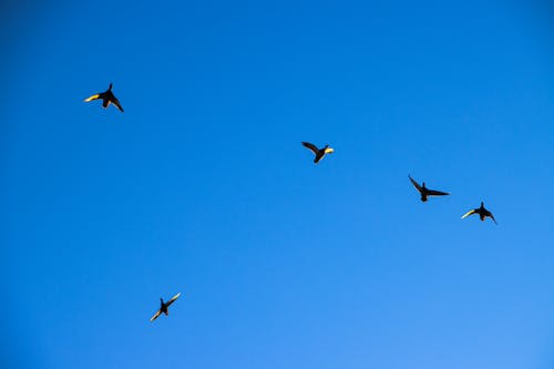 Imagine de stoc gratuită din cer albastru, mii de rațe, păsări