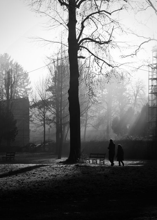 Free Silhouettes walk through a misty winter park, capturing a serene and moody moment. Stock Photo
