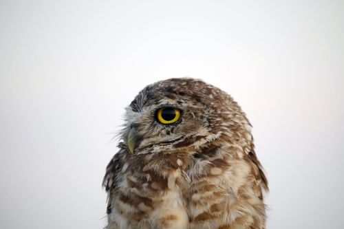 Free A detailed portrait of a burrowing owl with bright yellow eyes in Guaratuba, Brazil. Stock Photo