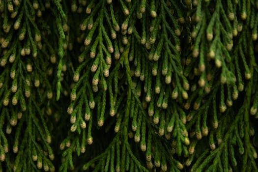 Detailed view of vibrant green cedar branches with cones.