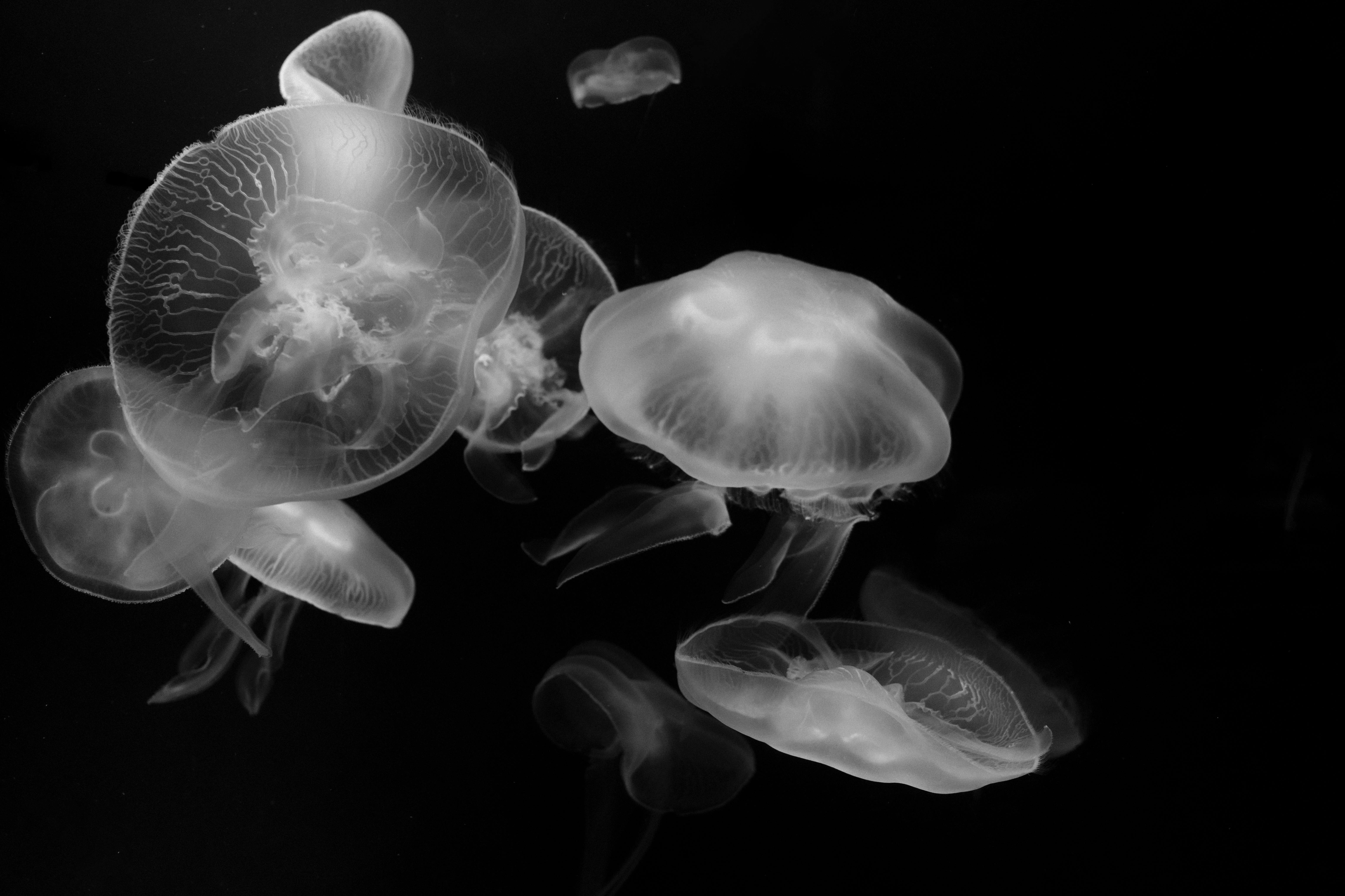 A stunning black and white image of jellyfish gracefully floating, showcasing their translucent beau