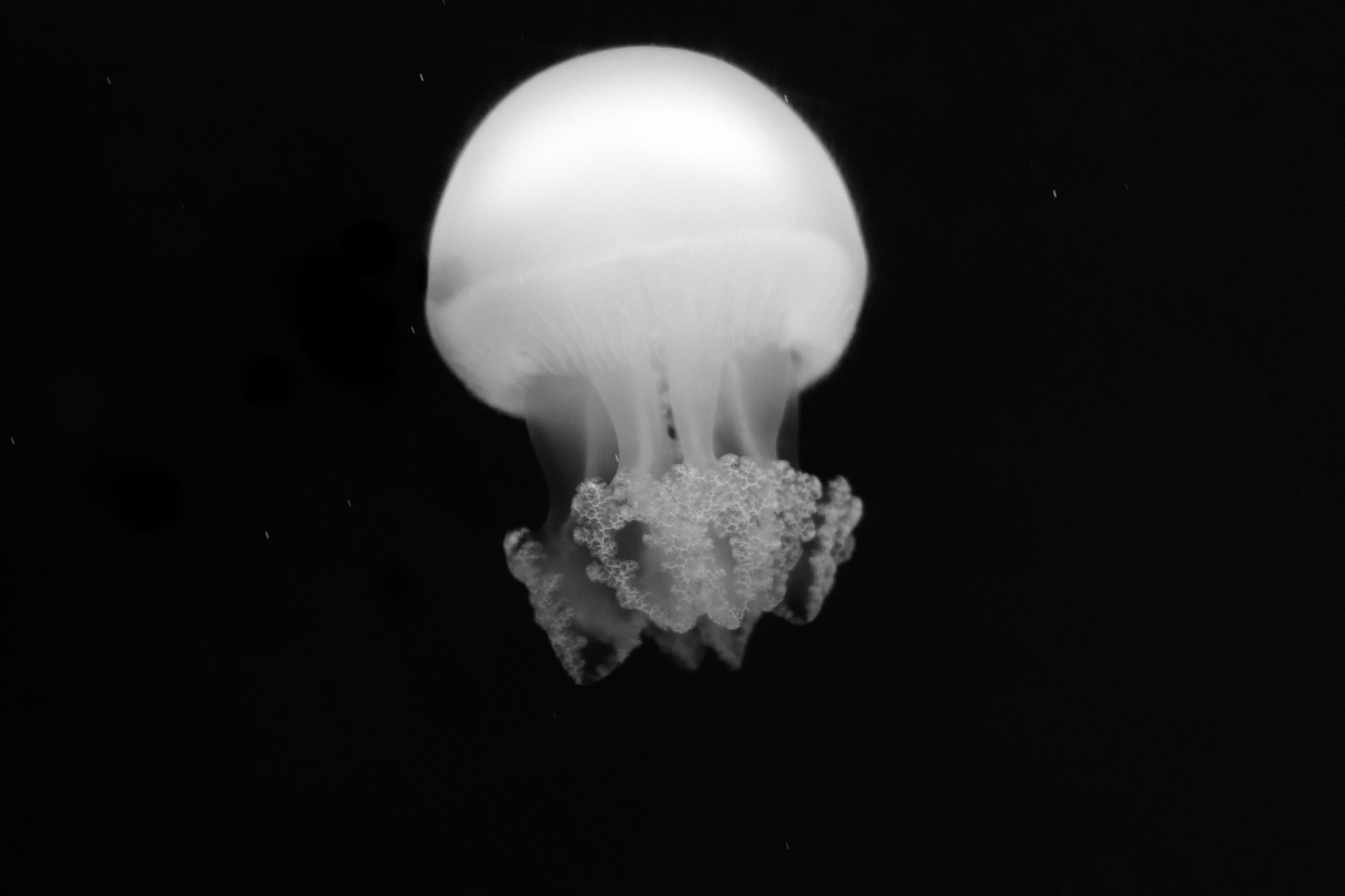 Stunning black and white photo capturing a jellyfish underwater, showcasing its elegance against a d