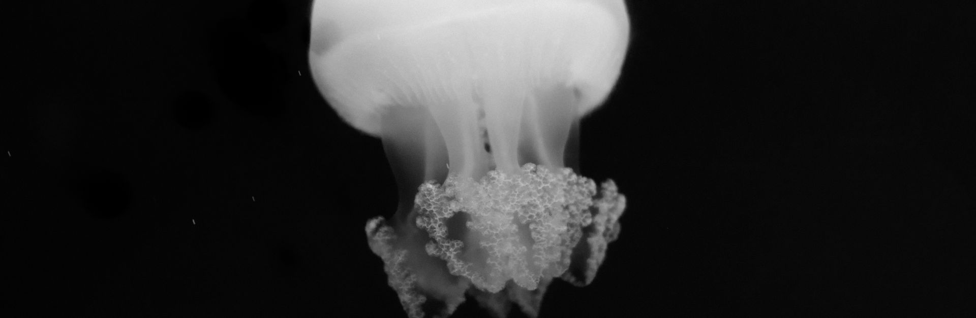 Stunning black and white photo capturing a jellyfish underwater, showcasing its elegance against a d