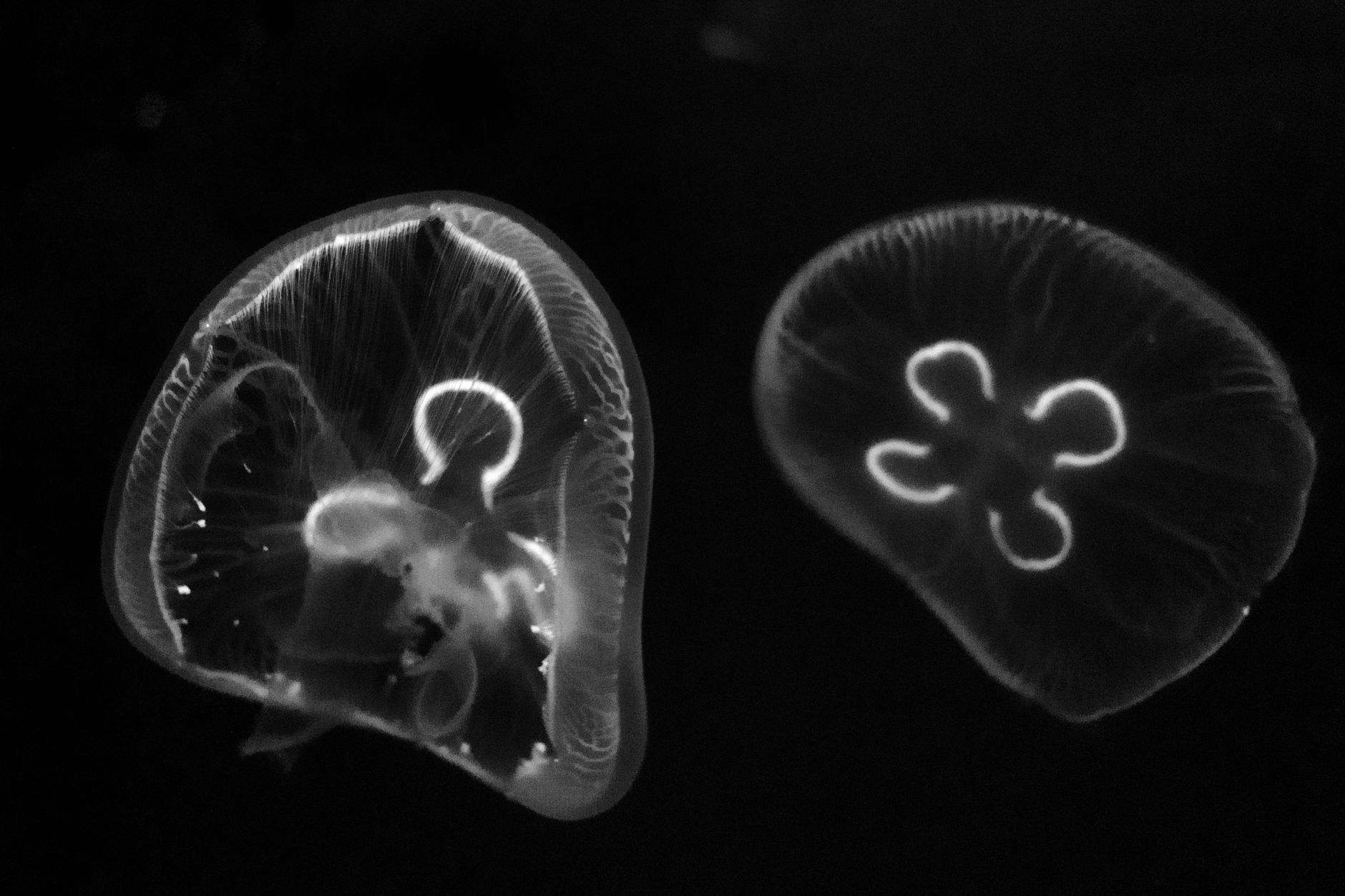 Jellyfish turritopsis dohrnii — Curiosidades