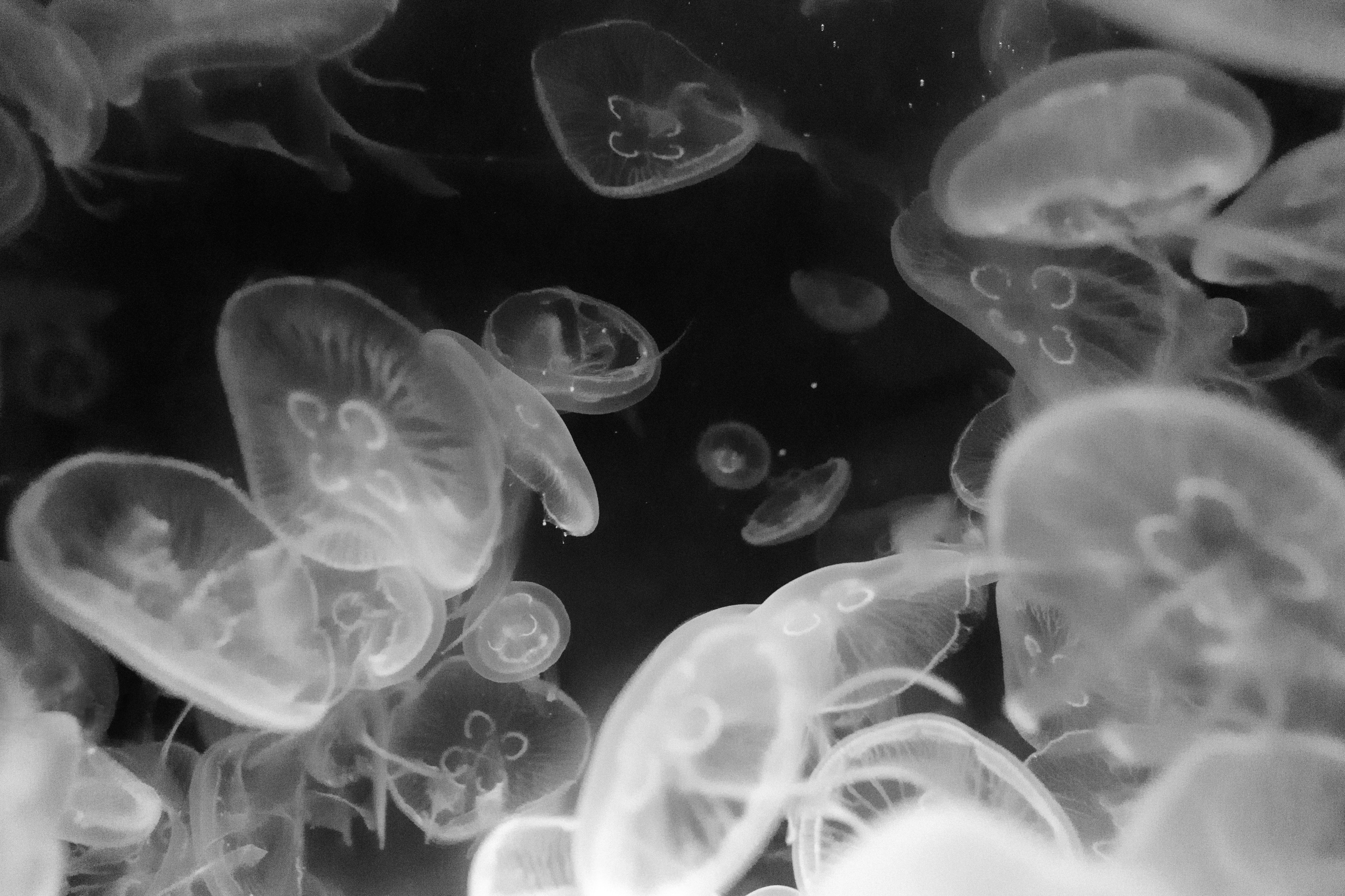 Mesmerizing black and white photo of jellyfish gracefully floating underwater, capturing their ether