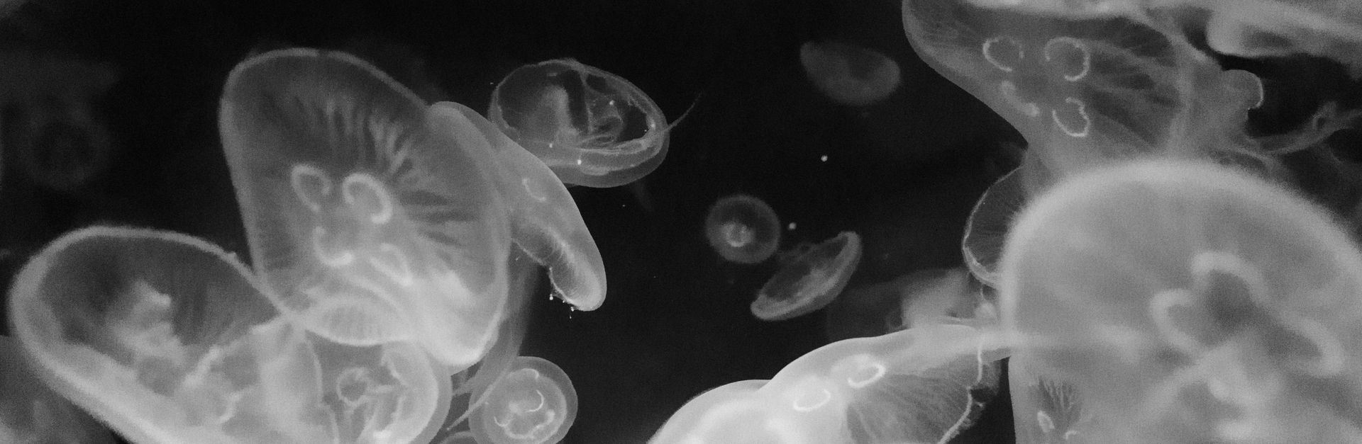 Mesmerizing black and white photo of jellyfish gracefully floating underwater, capturing their ether