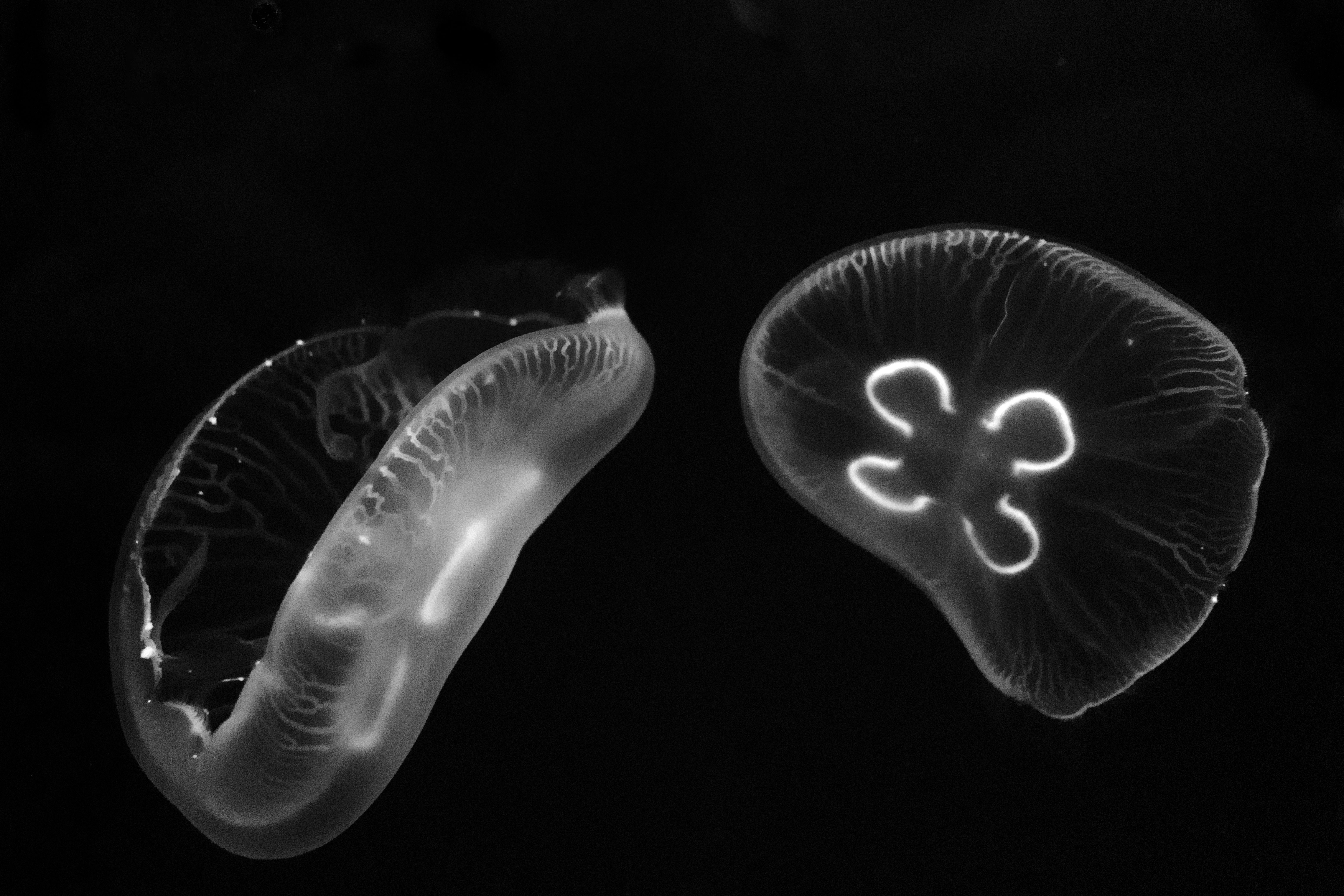 A stunning black and white capture of jellyfish floating gracefully in an aquarium in Dubai.