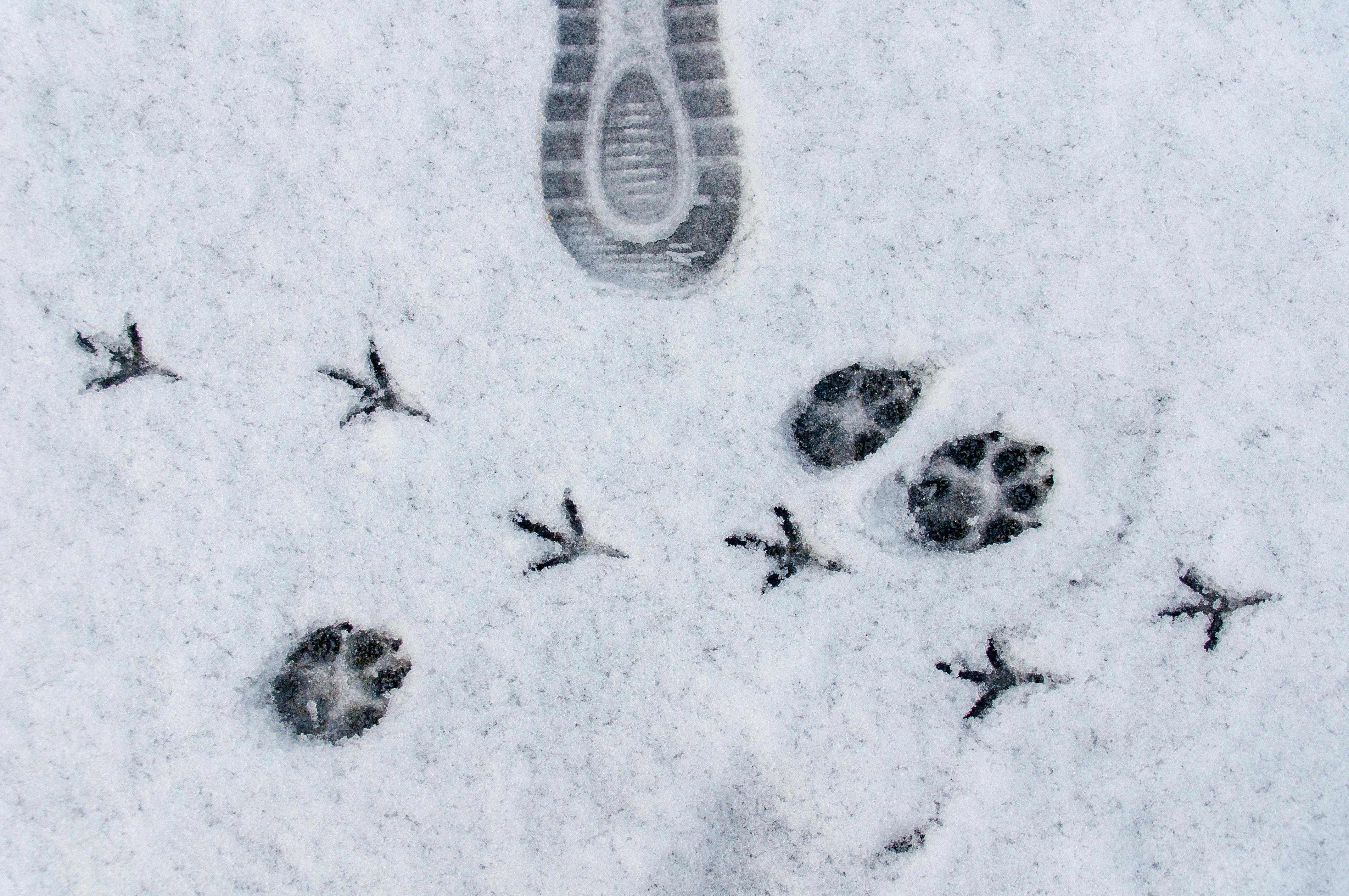Human shoe print alongside bird and dog tracks in fresh snow.