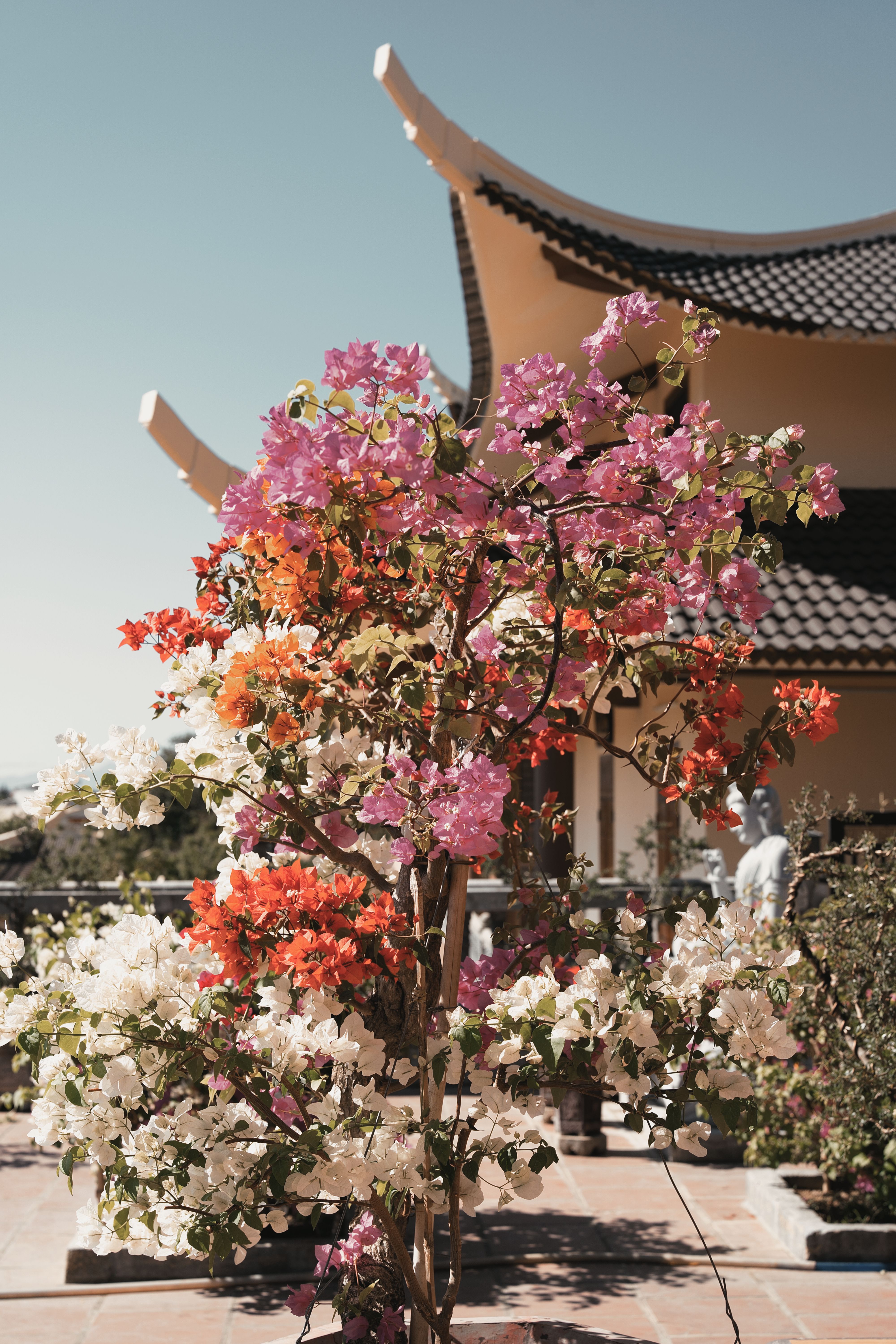 Colorful bougainvillea blooming in front of an Asian-inspired architectural roof under a clear sky.