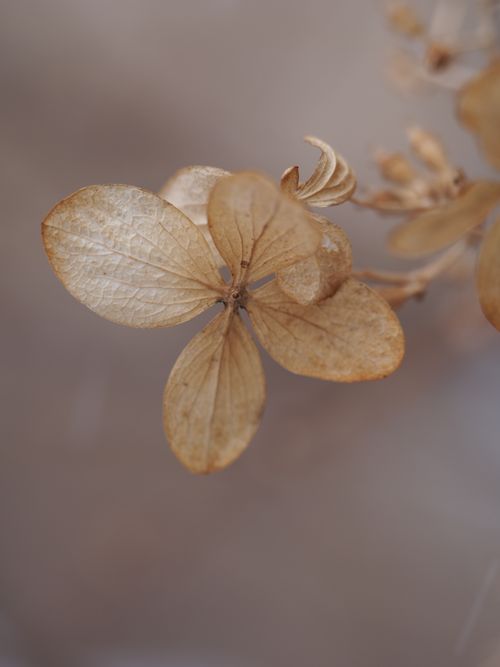 Free Delicate close-up of a dried hydrangea flower in soft, earthy tones. Stock Photo
