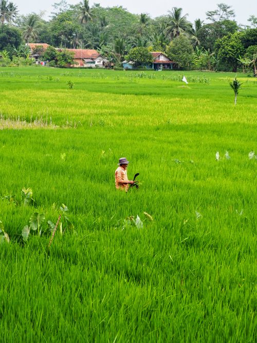 Free A farmer working in vibrant green rice fields surrounded by tropical vegetation in West Java, Indonesia. Stock Photo
