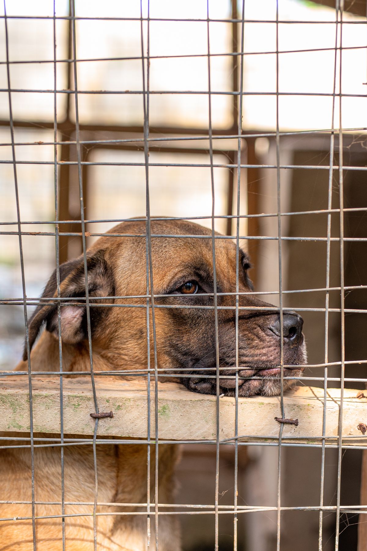 A shelter dog waiting for support
