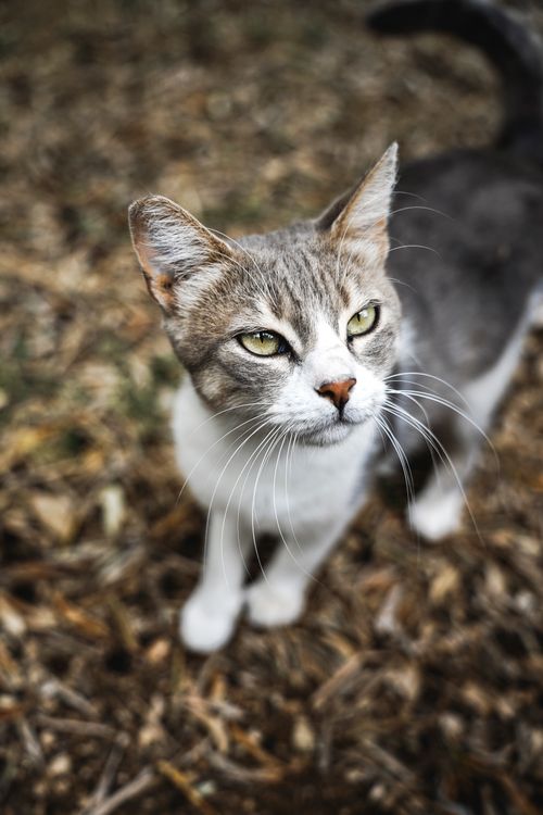 Free A gray and white cat exploring outdoors amidst fallen autumn leaves, with a curious expression. Stock Photo