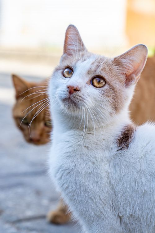 Free Two beautiful alley cats basking in sunlight, showcasing their striking white and ginger fur. Stock Photo