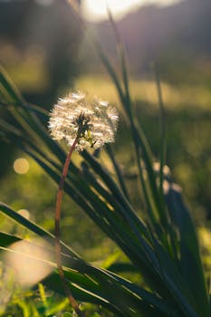 A delicate dandelion against a sunlit background, evoking the feeling of spring.