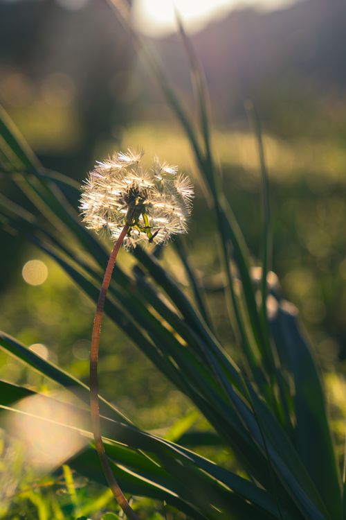 Free A delicate dandelion against a sunlit background, evoking the feeling of spring. Stock Photo