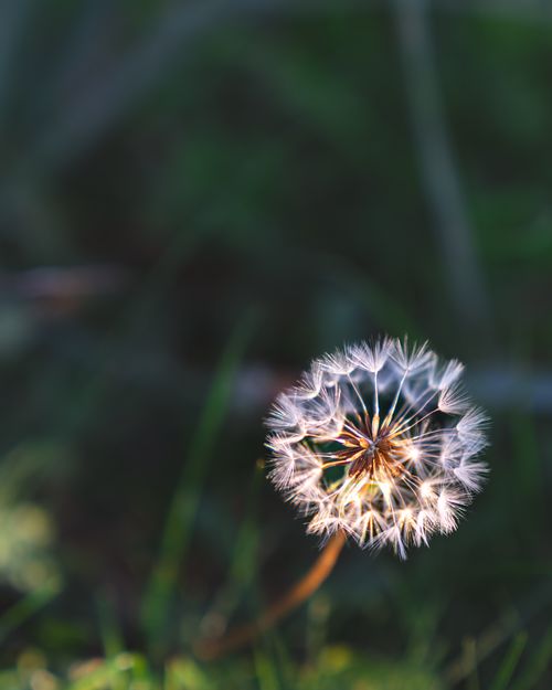 Free A detailed close-up of a dandelion with a soft green bokeh background, capturing spring nature. Stock Photo