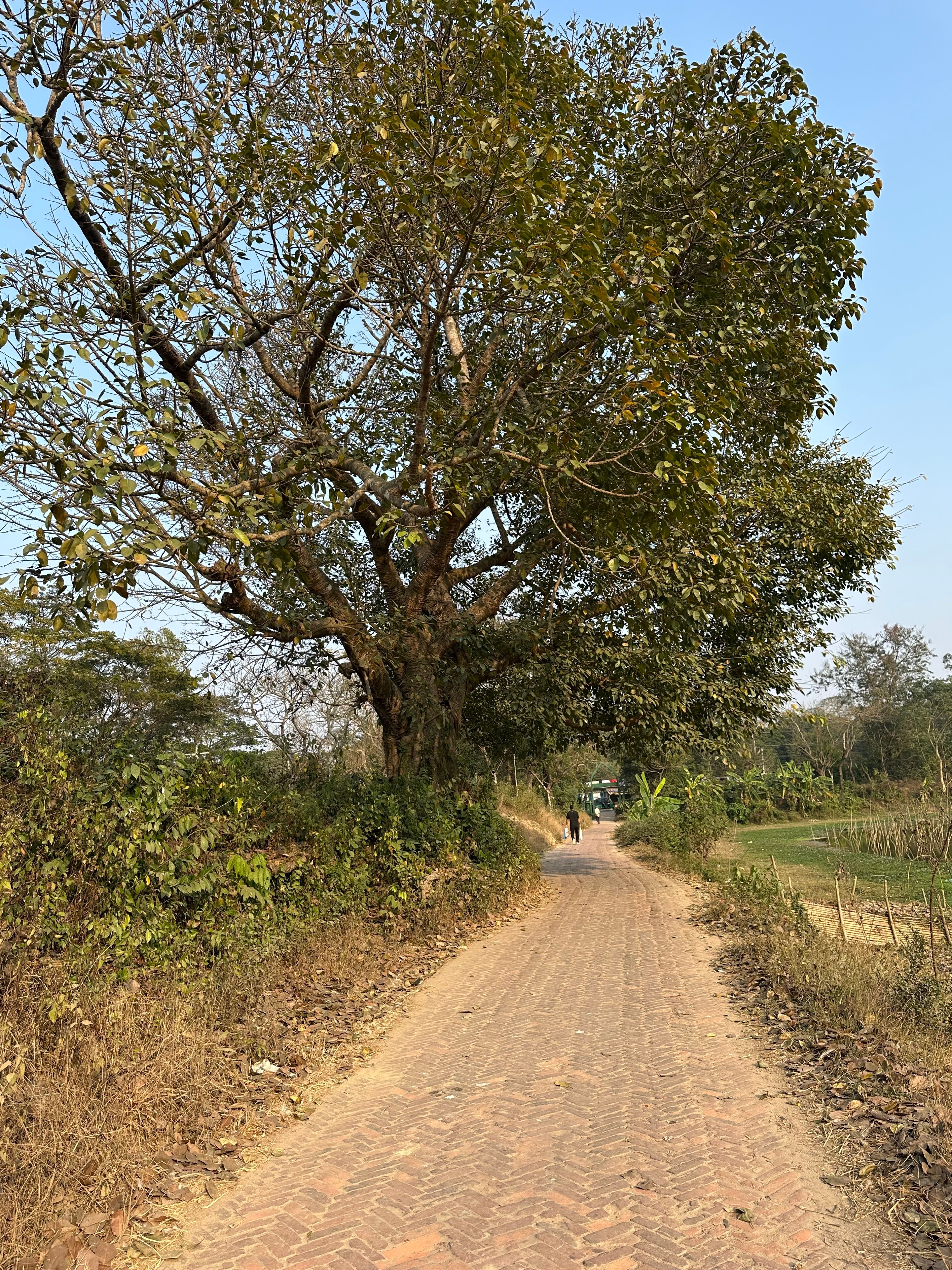 Rustic Brick Path under Large Tree in Bangladesh · Free Stock Photo