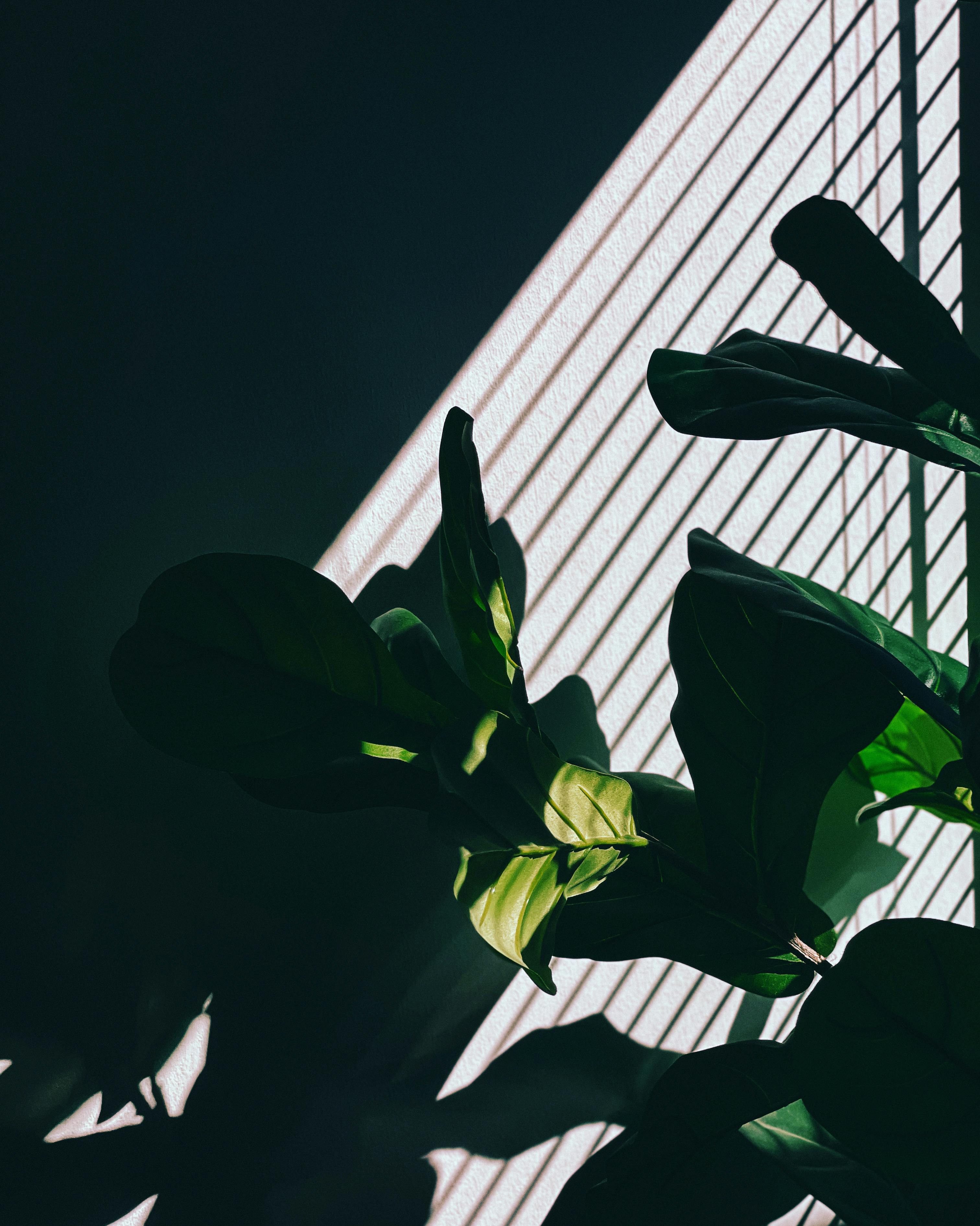 Gratis Composizione artistica di un fico a foglia di violino che proietta ombre intricate su una parete illuminata dal sole. Foto a disposizione