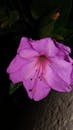 Close-up of Purple Azalea Bloom