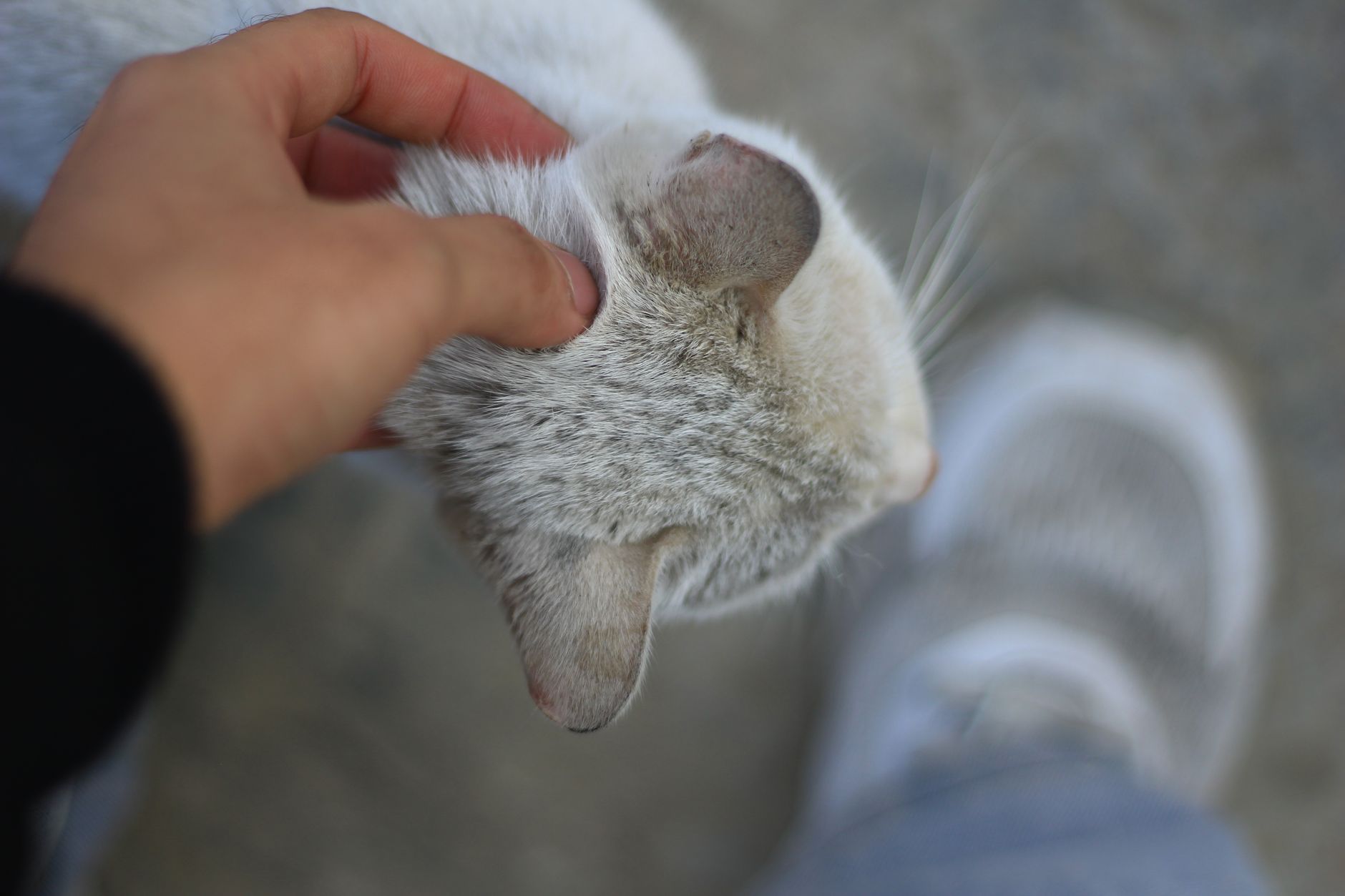 A cat undergoing diagnostic blood testing at a veterinary clinic