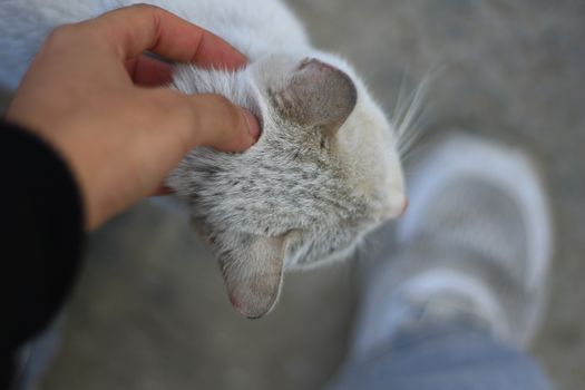 Cat vs Human Senses