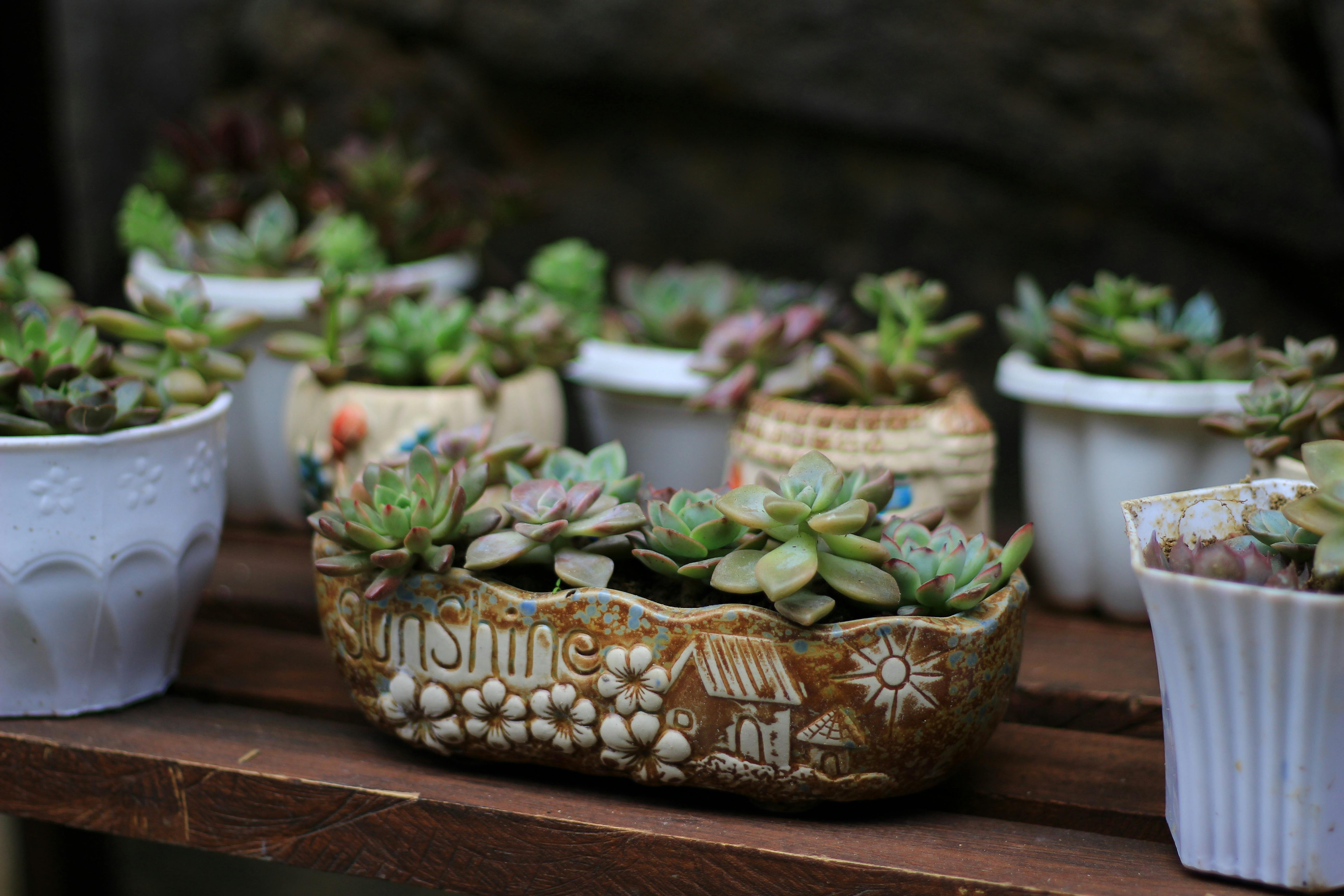 Close-up of succulent plants in artistic pots on a wooden shelf, outdoors.