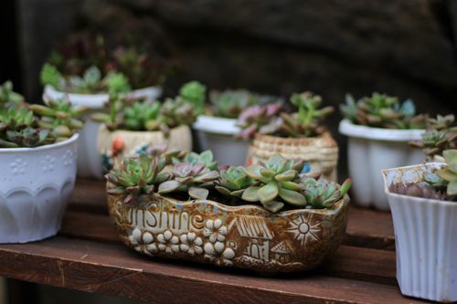 Free Close-up of succulent plants in artistic pots on a wooden shelf, outdoors. Stock Photo