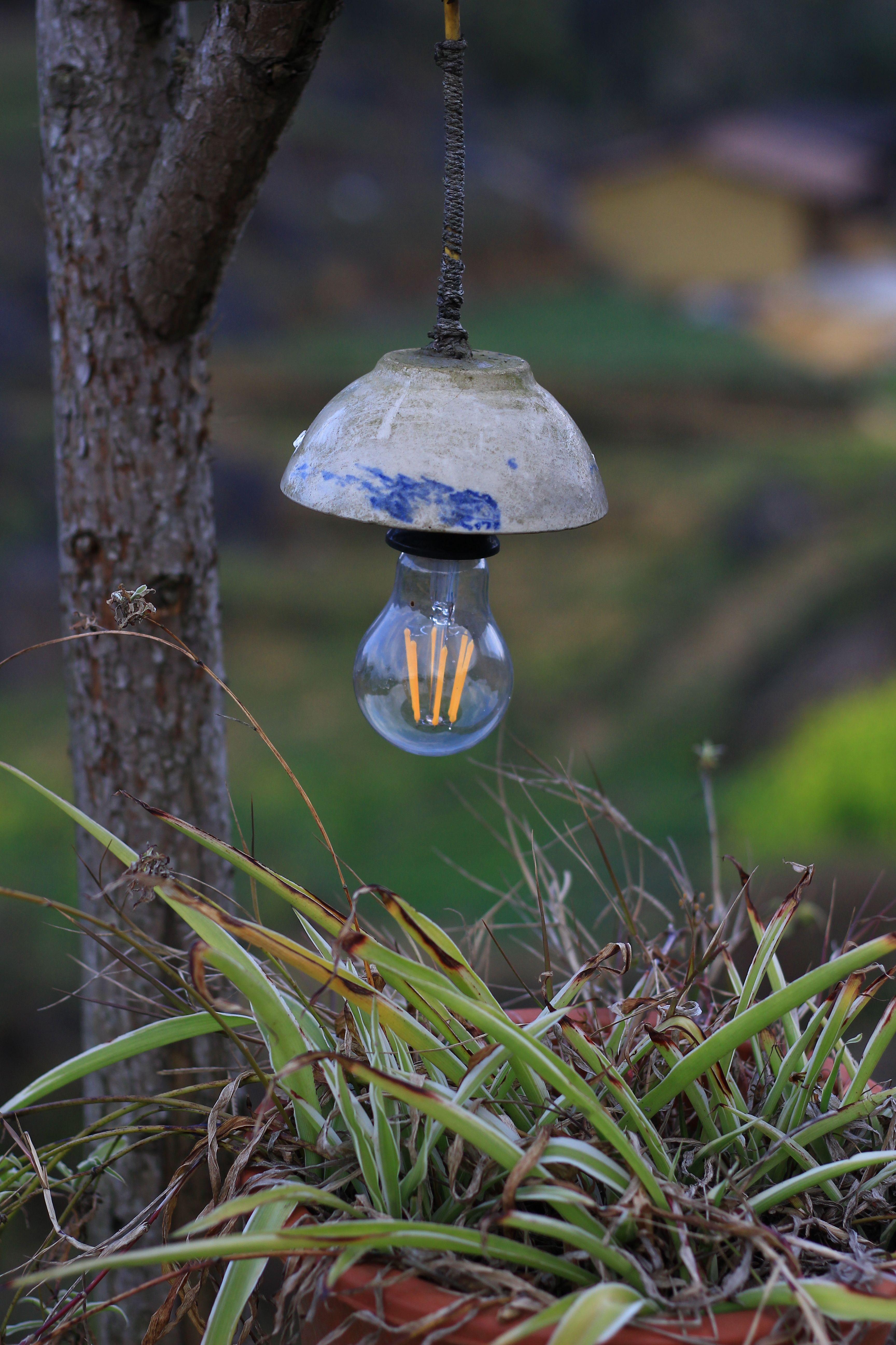 free photo of outdoor edison bulb and potted plant in focus