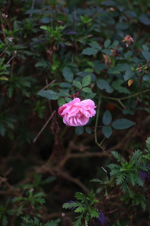 Free A vibrant pink rose amid lush green foliage captured in natural light. Stock Photo