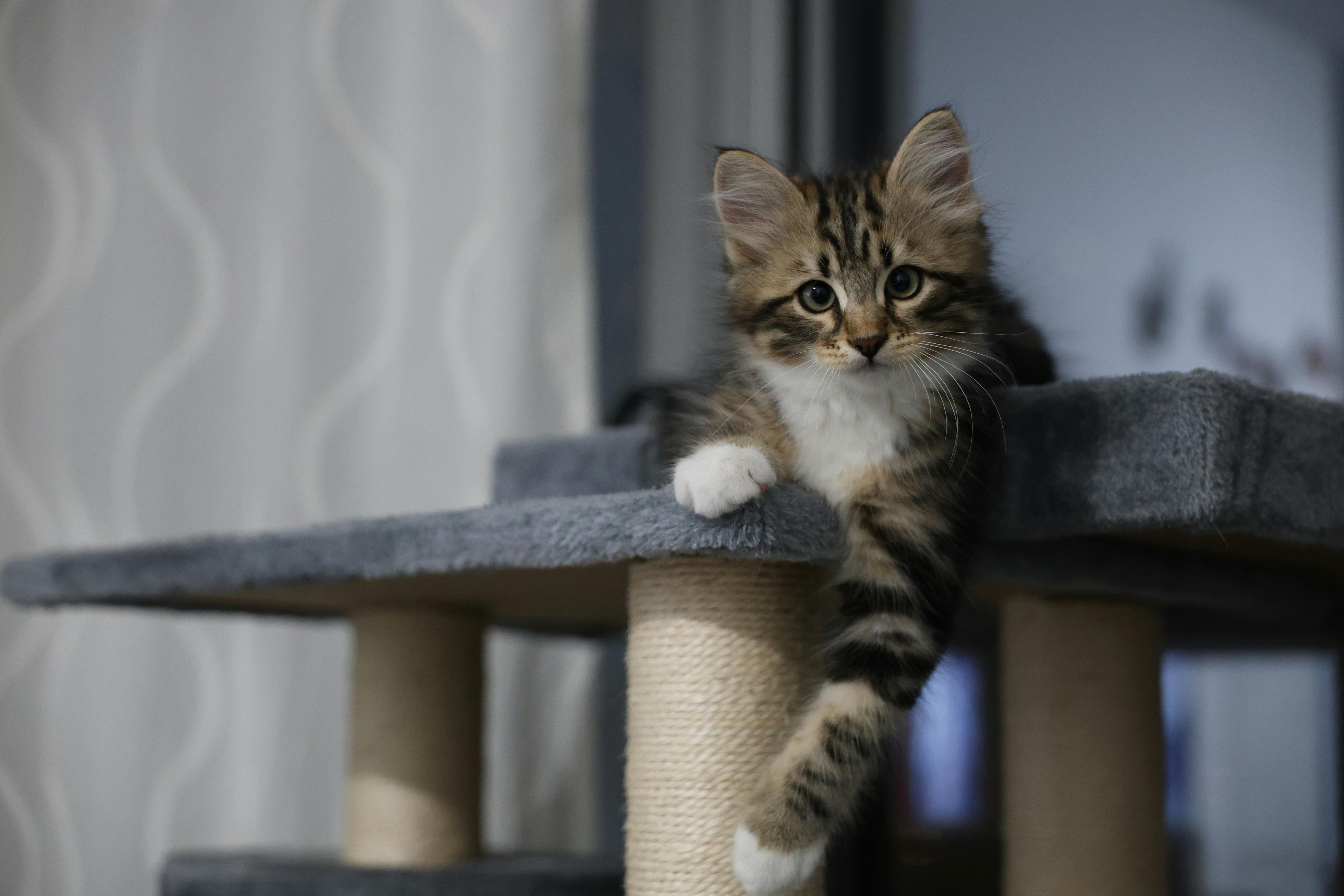 Cute fluffy kitten lounging on a cat tree indoors, showcasing playful and curious nature.