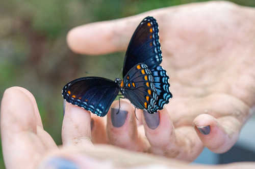 Free A Red-spotted Purple butterfly rests gently on hands, offering a serene nature moment. Stock Photo