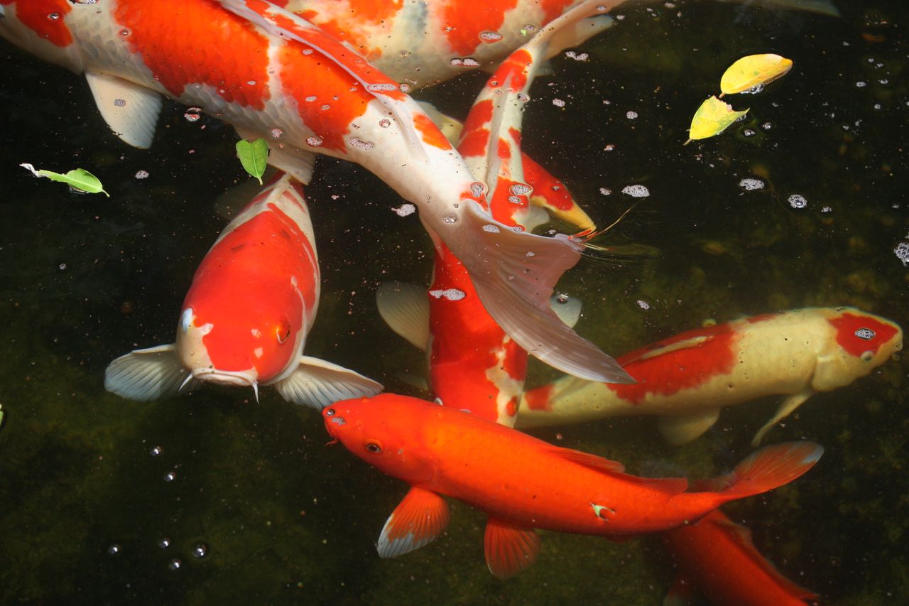 bright red and white koi fish swimming peacefully in a clear pond with