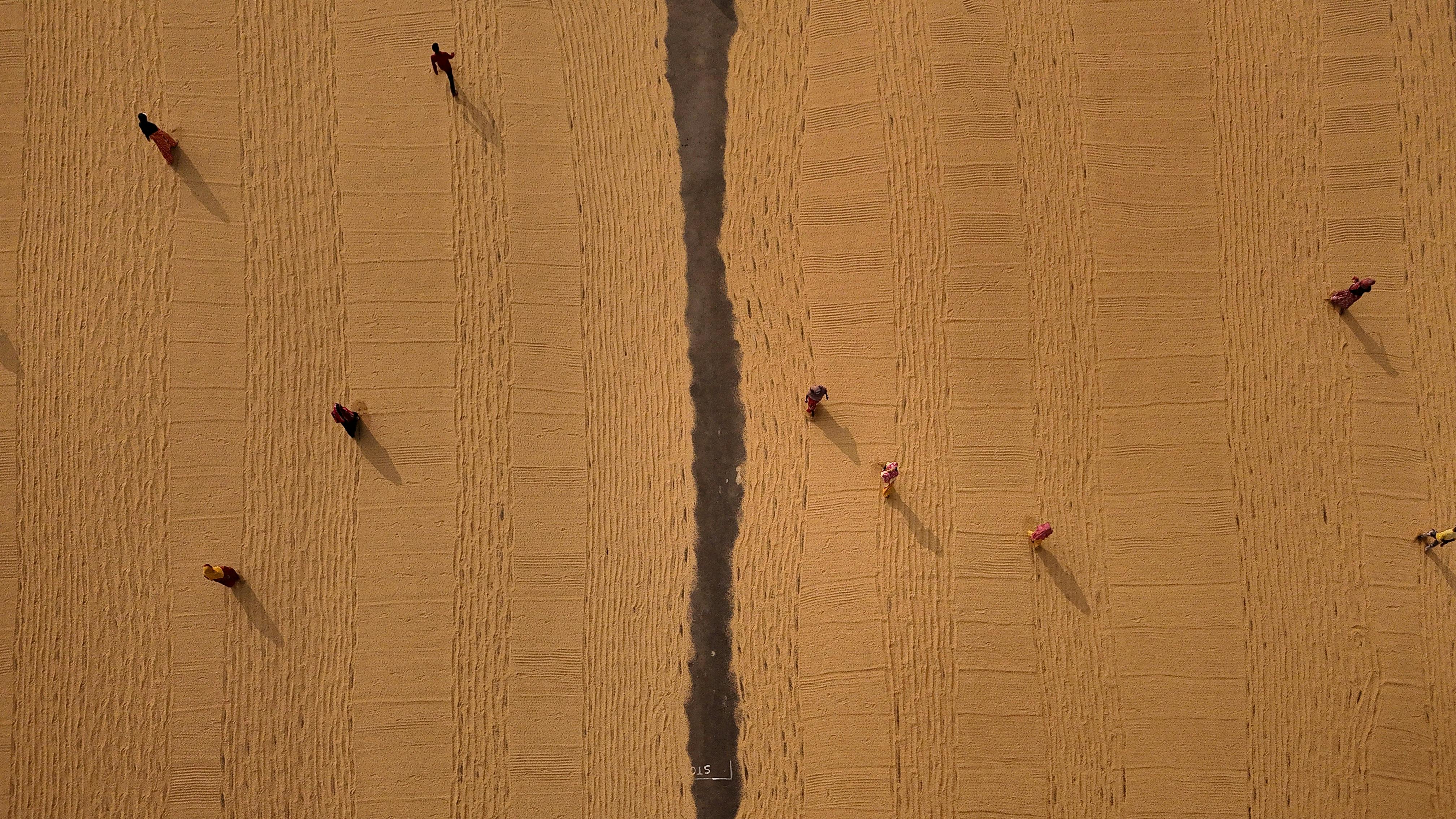 Gratis Prospettiva aerea di lavoratori nei campi decorati durante il raccolto nel Bengala Occidentale, India. Foto a disposizione