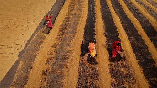 Free Aerial view of women harvesting crops in West Bengal, India during daytime. Stock Photo