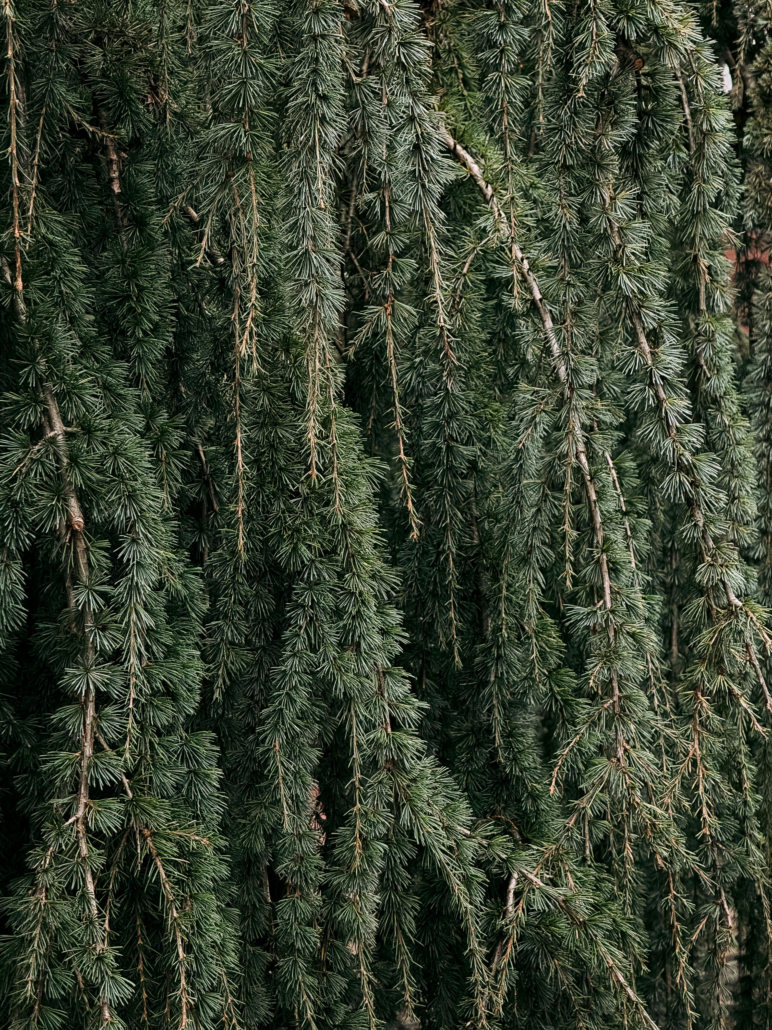 Gratuit Vue détaillée de branches de cèdre pleureur mettant en valeur un feuillage vert luxuriant à Nantes, en France. Photos