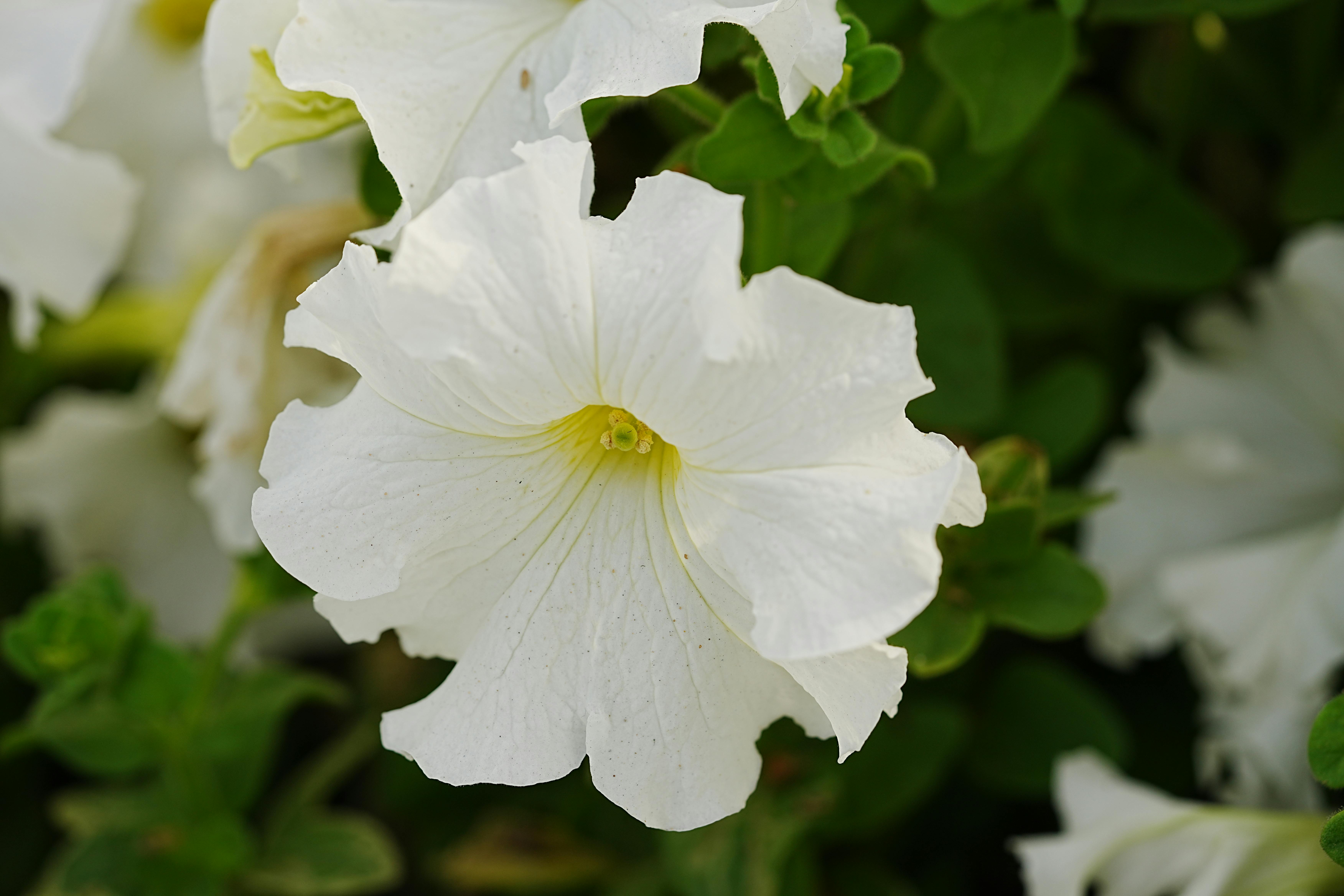 Beautiful close-up of a white petunia flower in a lush garden setting.