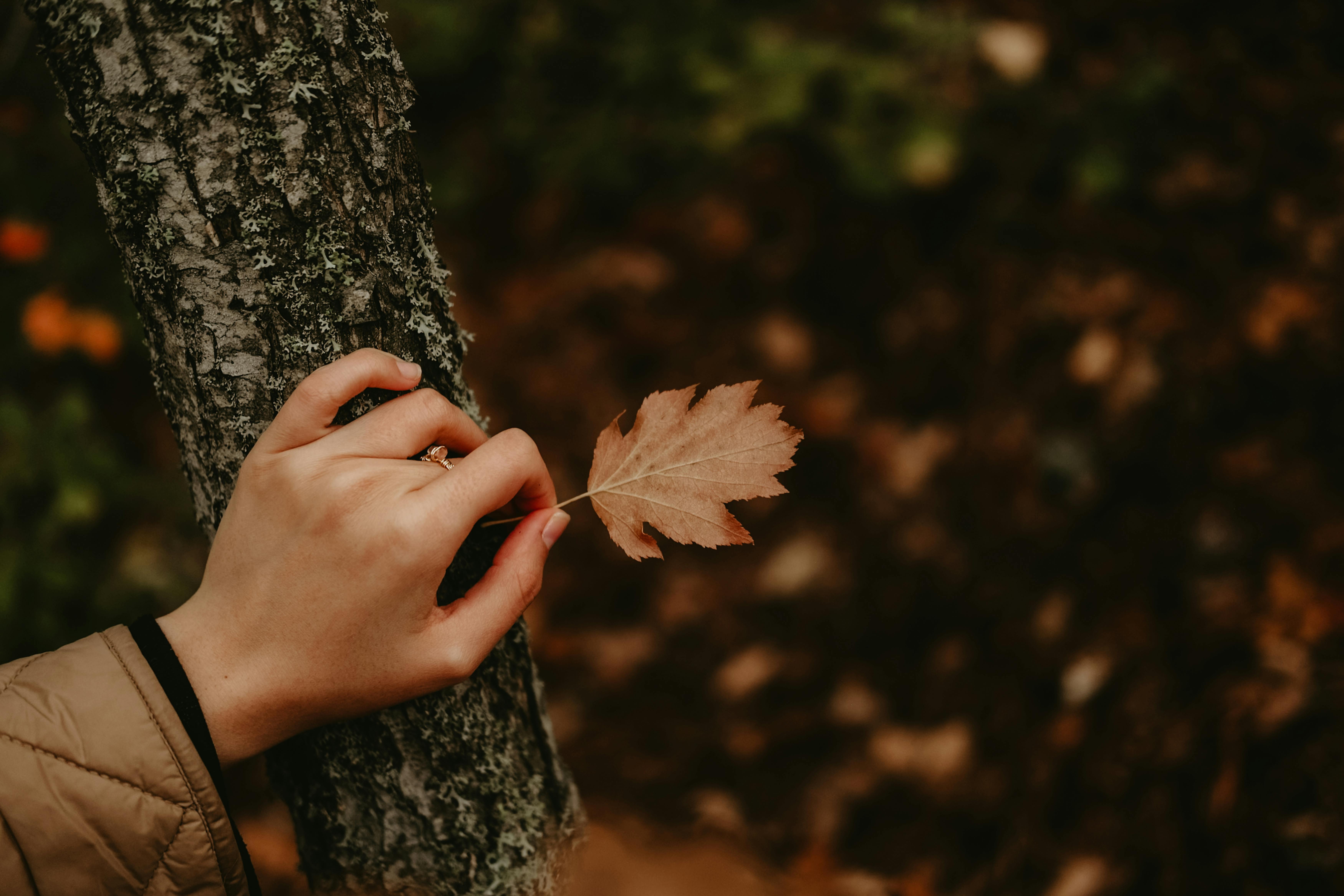 Gratis Primo piano di una mano che tiene una foglia marrone contro il tronco di un albero in un ambiente autunnale. Foto a disposizione