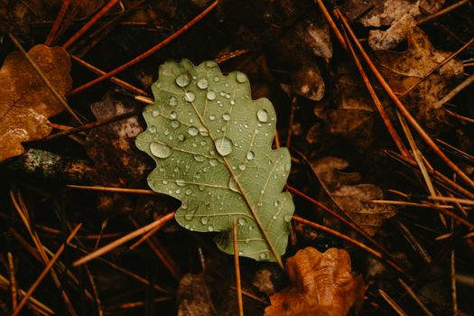 Close-up of a dew-covered oak leaf on an autumn forest floor, showcasing fall colors.