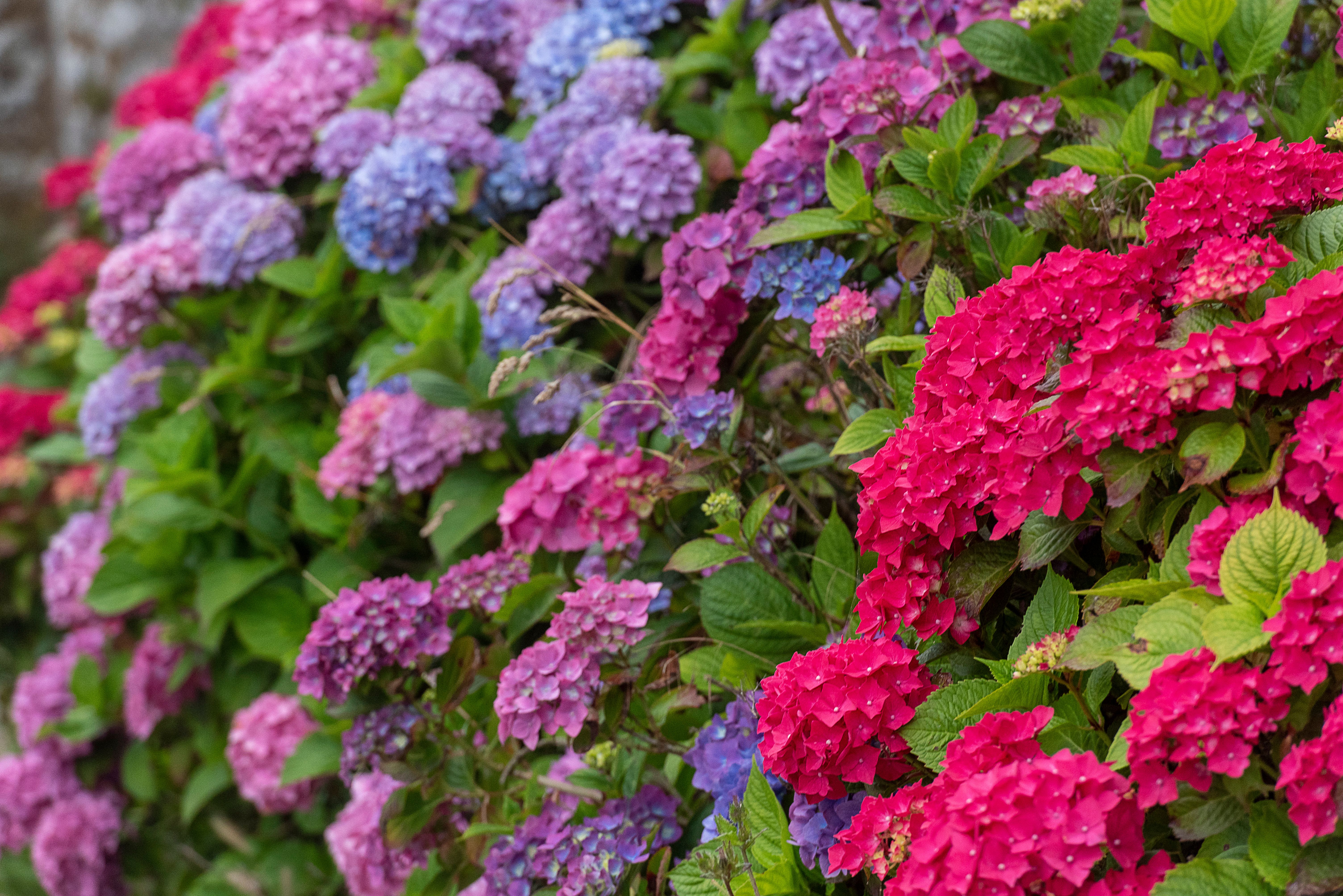 Vibrant Hydrangea Blooms in Summer Garden · Free Stock Photo