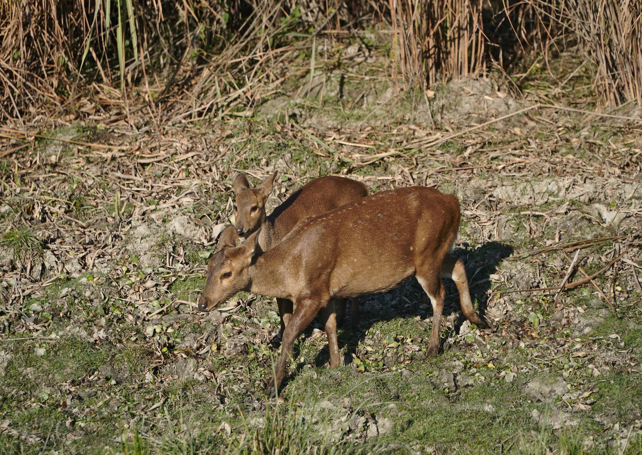 Kaziranga National Park, Assam