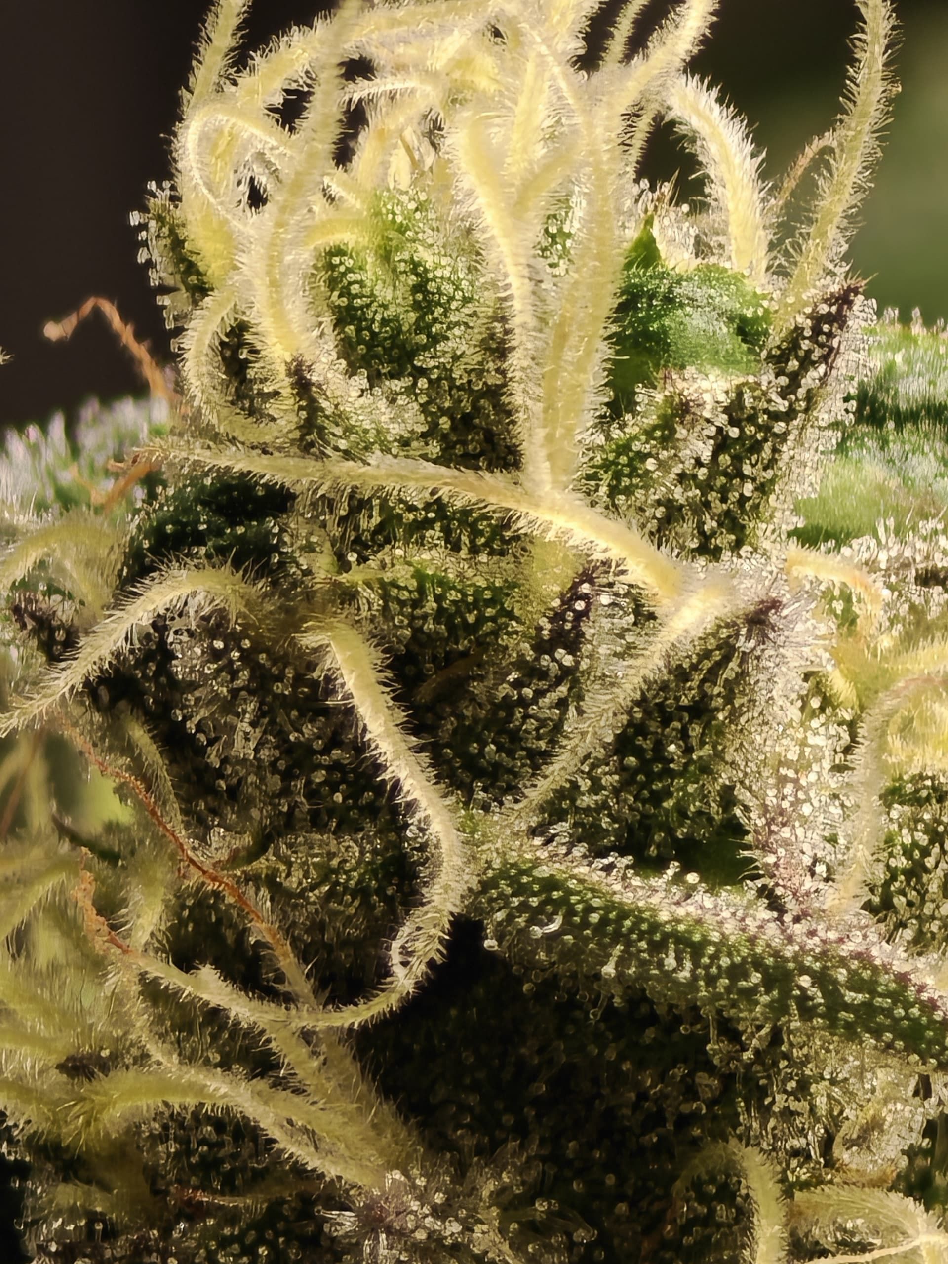 Detailed macro shot of a cannabis sativa bud showing trichomes with a natural background.