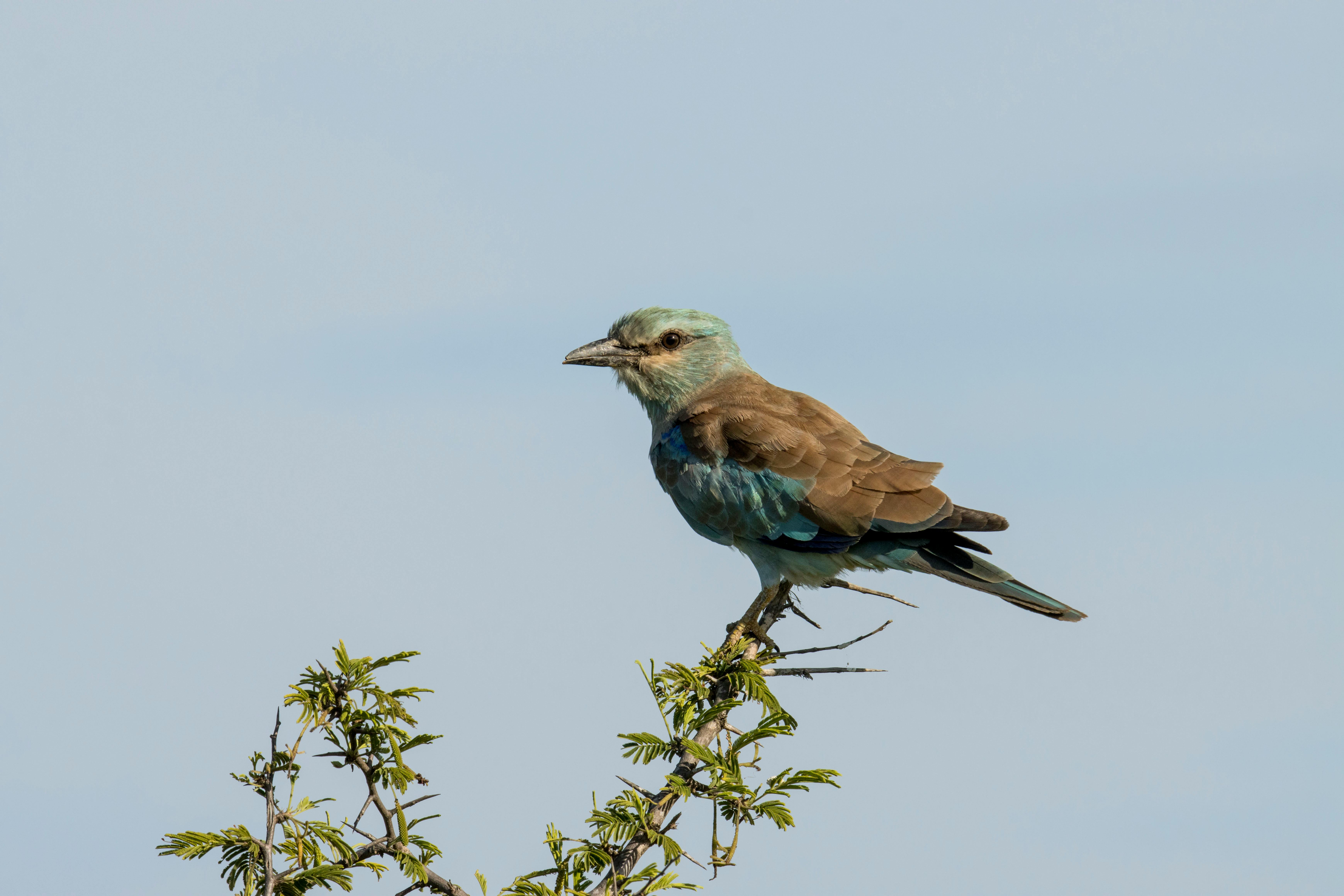 The European Roller: Bridging Continents and Communities Through Migration