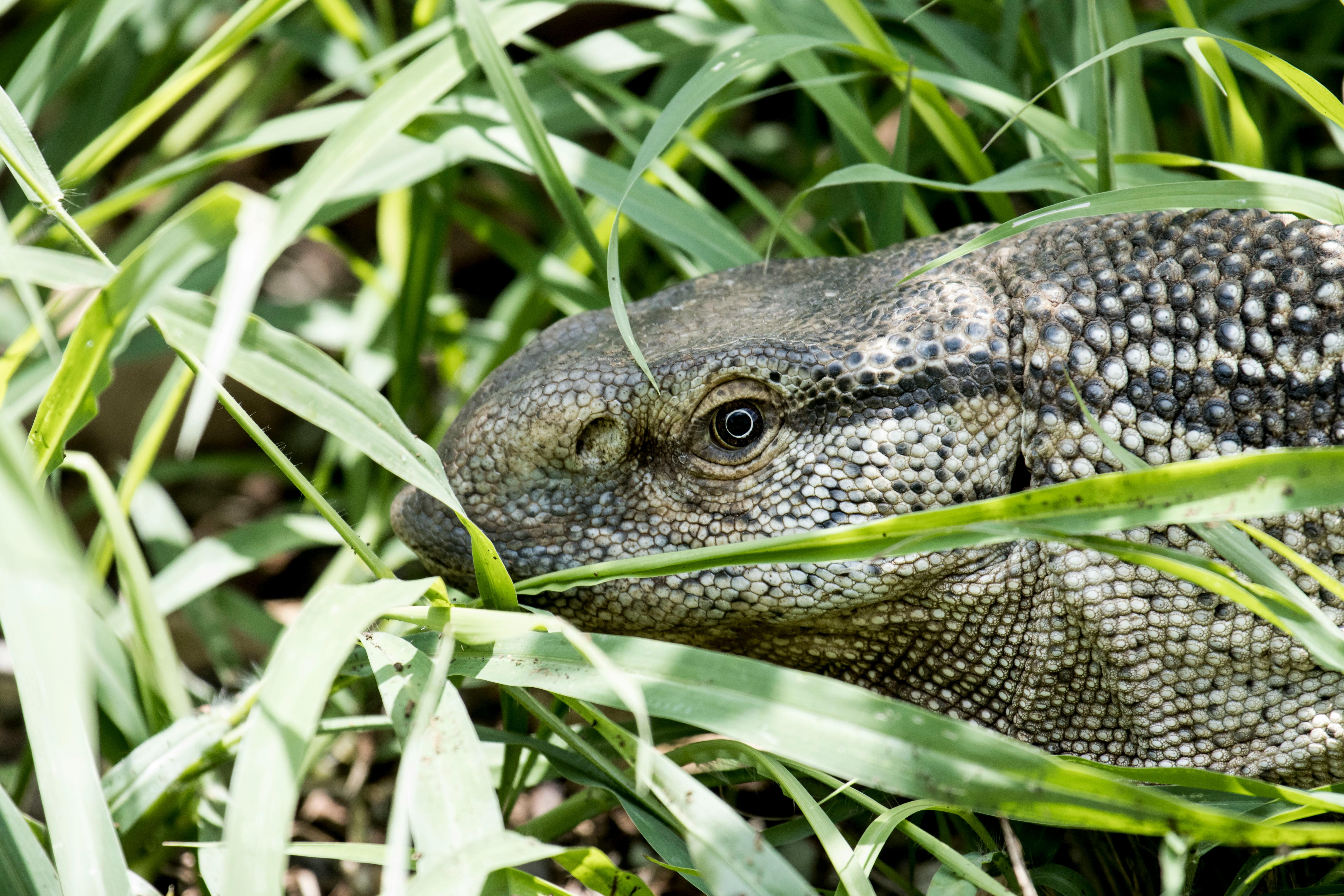 Ackie Monitor — Red Ackie juvenile, CB 2024